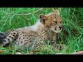 Cheetah Cubs | #16 | 'Baby Animals Series' | 'Wilderness & Homestead Creatures'