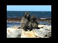 A Chacma baboon family moment