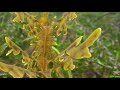 Facts: The Leafy Seadragon