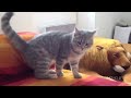 Funny Cats Compilation (Most Popular) Part 2