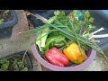colheita orgânica na horta verduras e legumes no quintal