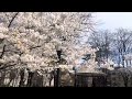 The Cherry Blossom seson is here! #nycvlog #newyork #spring