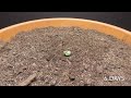 I Filmed Plants For 15 years | Time-lapse Compilation