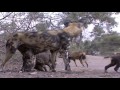 The Wild And Dangerous Animals Of Botswana | Real WIld