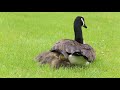 A Canada Goose Documentary