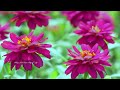 Morning Relaxing Music - Piano Music for Stress Relief