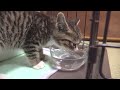 Kitten Excited at a Present for Him