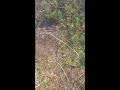 8 point whitetail buck sleeping