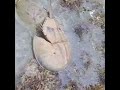 They found horse shoe Crab at the sea