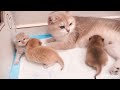 Mother cat good cares and protects baby kittens! Just like us humans 😻 🐾