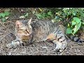 SLO-MO KITTY CAT RESTING 😸 ADORABLE 😼 AWESOME! ❤️ SO COOL! 😸 RELAXING ❤️