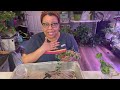 Houseplant Repot | Let's Chat - My Plants are Helping Me Protect My Peace