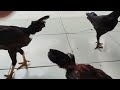 Ayam kampung hanif