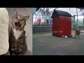 🤣🐕 Best Cats and Dogs Videos 🐱🐈 Funny And Cute Animal Videos 2024 # 11