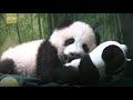 Cute panda cubs learn to walk in south China