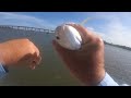 Dropped a live shrimp under this sunken sailboat and caught a surprise fish!