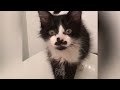 [1 Hour] Funniest Dog And Cat Videos - Best Funny Animals Videos 2024😇