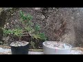 Fall Asleep Quickly With Snow on Bonsai