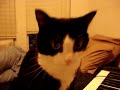 Riley the Cat gets her Groove On - SHE'S INSANE!