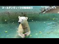 ホッキョクグマの赤ちゃん ホウちゃんコレクション【天王寺動物園】