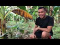 PAANO ANG PAGPILI NG MAGANDANG URI NG SAHA  PARA PANG REPLANTING?| SABA FARMING| JUREN COLMO