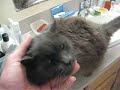 Petting B.C. the cat. Loud Purr video 2