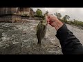 Non-Stop Fall Wiper and White Bass Fishing Below Two Different Spillways (Wiper Catch and Cook)