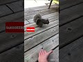 Brownie & Buttface hand feeding...with me singing! 😳🐿