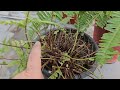 How to Grow and Care Boston Fern || Fun Gardening