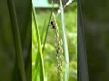 World is beautiful in Macro. Ant story.