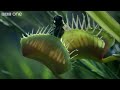 Hungry Venus flytraps snap shut on a host of unfortunate flies | Life - BBC