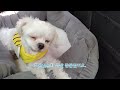 (122) 하루의 바다와 스위스마을 여행 🐶 Haru's trip to the sea and Swiss village   (Eng Sub)