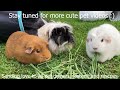 Our Story Rescuing a 6-Year-Old Guinea Pig. ADOPT DONT SHOP, CHANGE AN ANIMAL’S LIFE!