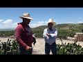 EL NOPAL QUE COMEN en LOS ANGELES, SE DA en JALPA, Zacatecas