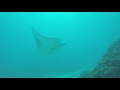 Diving with Manta Rays in Indonesia