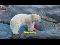 The Majestic Life of Polar Bears