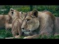 Promiscuous Male Lion Neglects his Family for a New Love | Fota Into the Wild | Nature Bites