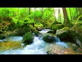 Relaxing music with nature sounds - Relaxing nature music - Positive energy