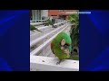 FUNNY AND CUTE PARROTS - TRY NOT TO LAUGH!! #64 🦜❤️
