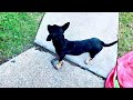 Do You Think This Dog is Happy to See Me? #doglover #cute #animal #viral #viralvideo #viralvideos