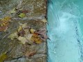 Leaves in Water