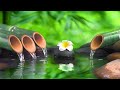 Relaxing music Relieves stress, Anxiety and Depression 🌿 Heals the Mind, body and Soul - Deep Sleep