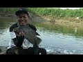 Mancing Nila Super gede ,,!! Disini banyak ikan nila babon purba sampei gemeter