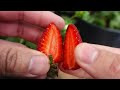 ✽ How to Pollinate Strawberries at Home ➤ BIGGER Fruits🍓