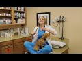 Why Dachshunds get (IVDD) Back Disease?  | Dr. Lindsay Vet SIMPLY Explains