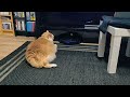 Cat befriend robot vacuum