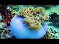 [NEW] 11HRS Stunning 4K Underwater Footage + Music | Rare & Colorful Sea Life: 
