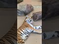 Toronto Zoo Tiger Cub Attacks Its Mom