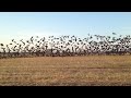 Geese in the field