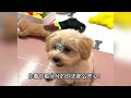 A woman found a puppy in the trash, took care of it daily and the camera recorded the changes